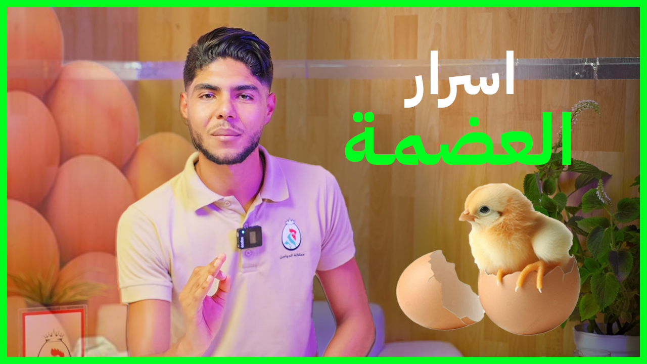 أسرار البيضة